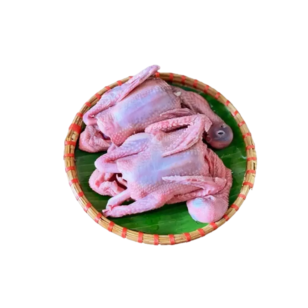 Chim Bồ Câu Thịt