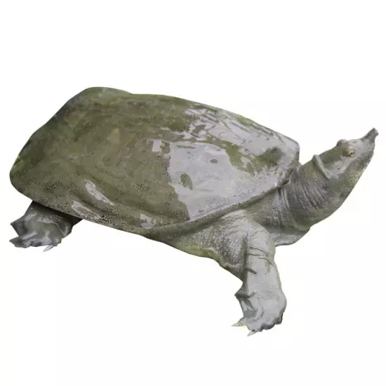 Baba Thịt size 1,5kg