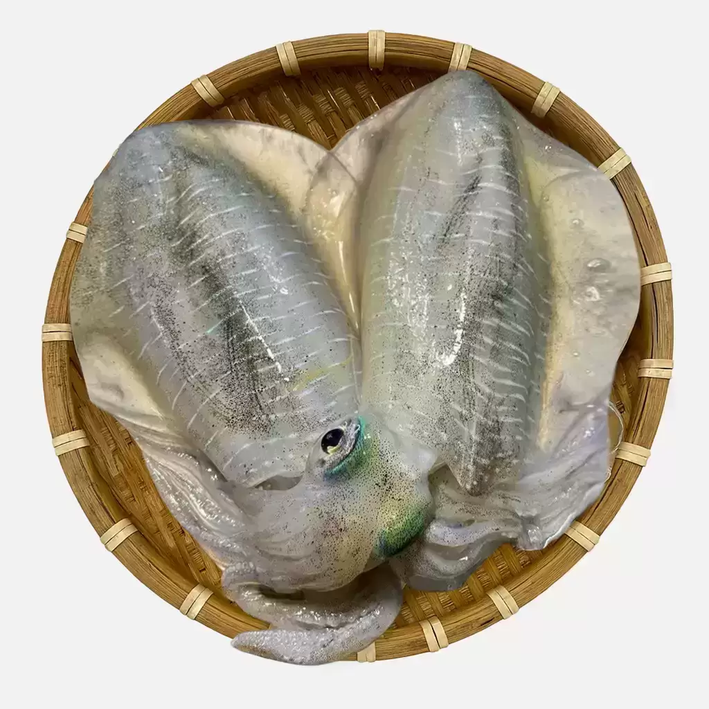 Mực Ống Indo 200 -300